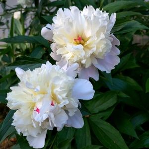 Meet your Posher, Posh